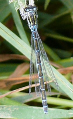 Coenagrion mercuriale Helm-Azurjungfer