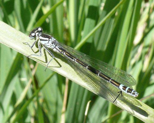 Coenagrion lunulatum Mond-Azurjungfer, Weibchen