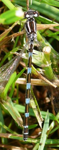 Coenagrion ornatum Vogel-Azurjungfer Weibchen