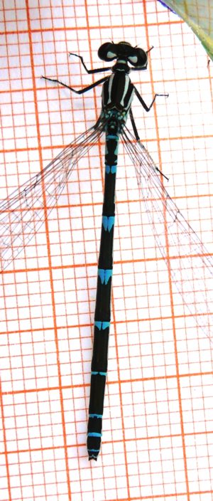 Coenagrion puella Hufeisen-Azurjungfer