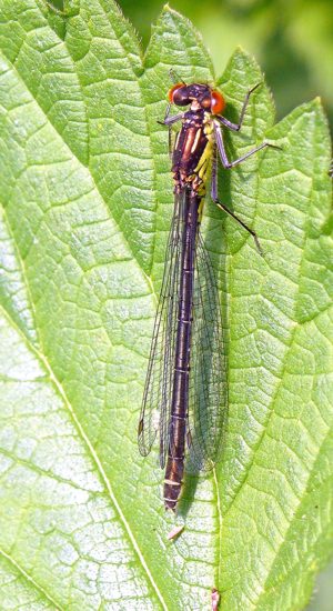 Erythromma najas Großes Granatauge