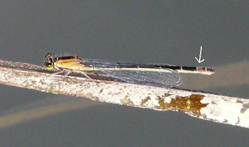 Groe Pechlibelle Ischnura elegans