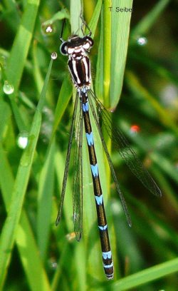 Coenagrion pulchellum Flederm,aus-Azurjungfer Weibchen