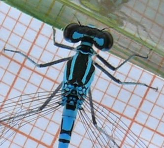 Coenagrion puella Hufeisen-Azurjungfer Männchen