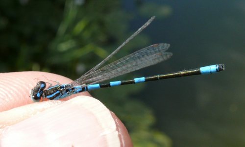 Coenagrion scitulum Gabel-Azurjungfer Mnnchen