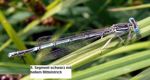 Platycnemis pennipes, Blaue Federlibelle