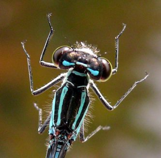 Coenagrion hastulatum Speer-Azurjungfer Männchen