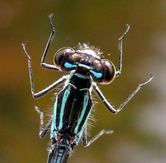 Coenagrion hastulatum Speer-Azurjungfer Mnnchen