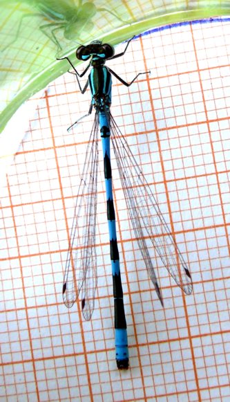 Coenagrion hastulatum, Speer-Azurjungfer Männchen