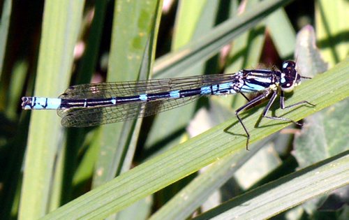 Coenagrion lunulatum Mond-Azurjungfer Männchen