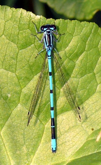 Coenagrion puella, Hufeisen-Azurjungfer Männchen