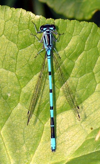 Coenagrion puella, Hufeisen-Azurjungfer Mnnchen