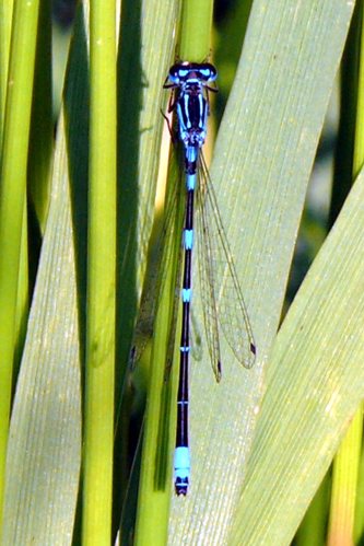Coenagrion pulchellum, Fledermaus-Azurjungfer Männchen