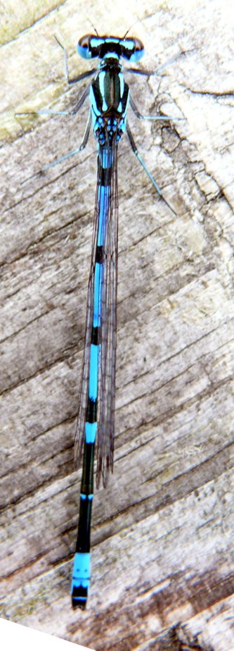 Coenagrion pulchellum, Fledernaus-Azurjungfer Mnnchen