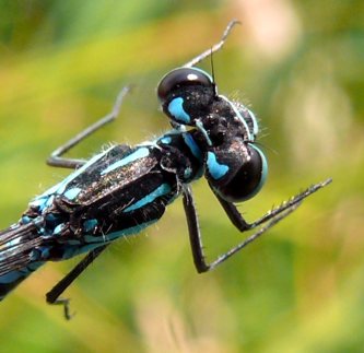 Coenagrion pulchellum Fledernaus-Azurjungfer Mnnchen