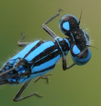 Enallagma cyathigerum Gemeine Becherjungfer Männchen