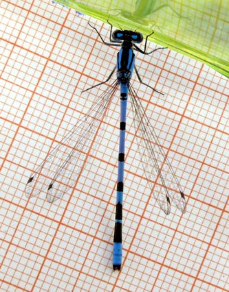 Enallgma cyathigerum, Gemeine Becherjungfer Männchen