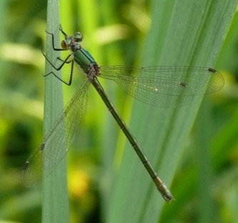 Glänzende Binsenjungfer Lestes dryas female