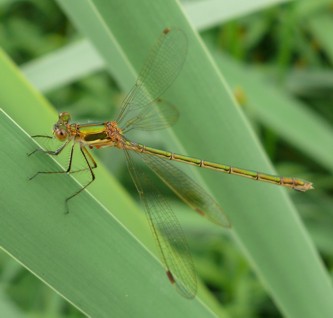 Gemeine Binsenjungfer Lestes sponsa Weibchen