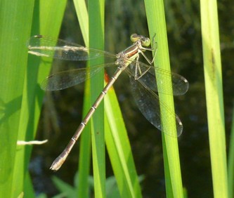 Südliche Binsenjungfer Lestes barbarus female