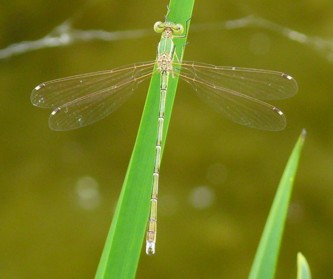 Sdliche Binsenjungfer Lestes barbarus male