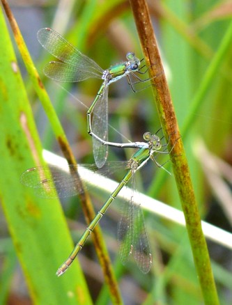 Kleine Binsenjungfer Lestes virens Mnnchen und Weibchen