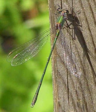 Weidenjungfer Lestes viridis Männchen