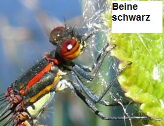 Frühe Adonislibelle Pyrrhosoma nymphula