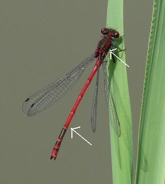 Frühe Adonislibelle Pyrrhosoma nymphula