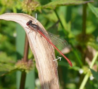 Scharlachlibelle Ceragrion tenellum