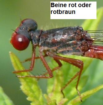 Scharlachlibelle Ceriagrion tenellum