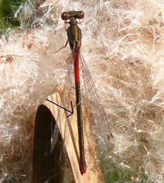 Scharlachlibelle Ceragrion tenellum 