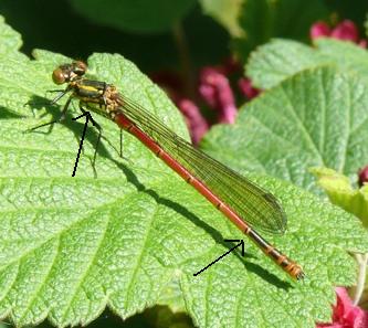 Frhe Adonislibelle Pyrrhosoma nymphula 