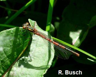 Frhe Adonislibelle Pyrrhosoma nymphula